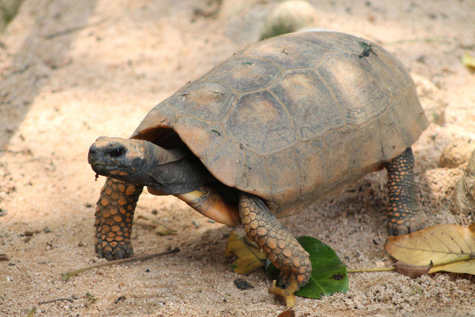 yellow-footed tortoise (Chelonoidis denticulata)