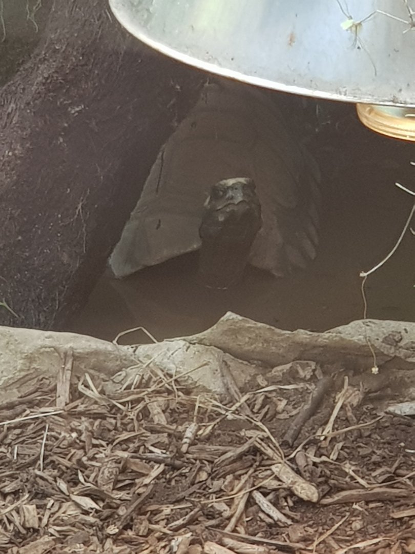 Yellow-footed Tortoise (Chelonoidis denticulata)