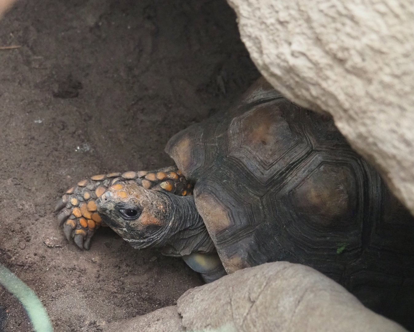 Yellow-footed tortoise (Chelonoidis denticulatus), 2023-08-17