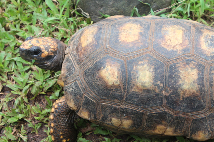 Yellow-footed tortoise (Chelonoidis denticulatus) - Museum Komodo