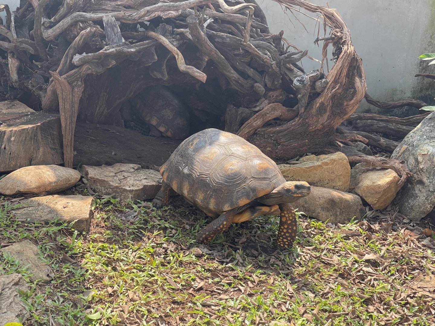 yellow-footed tortoise (chelonoidis denticulatus) - museum komodo