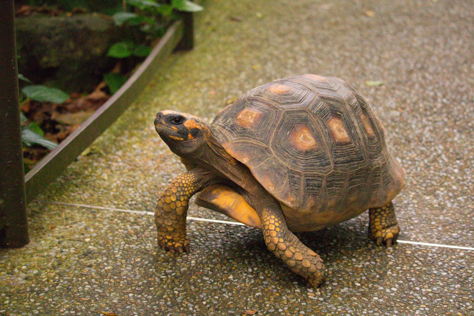 Yellow-footed Tortoise (Chelonoidis denticulatus)