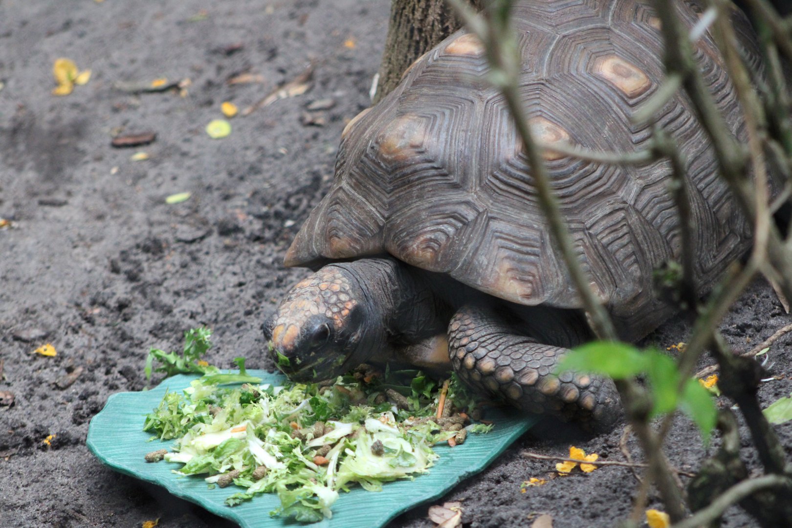 Yellow-Footed Tortoise (Chelonoidis denticulatus)
