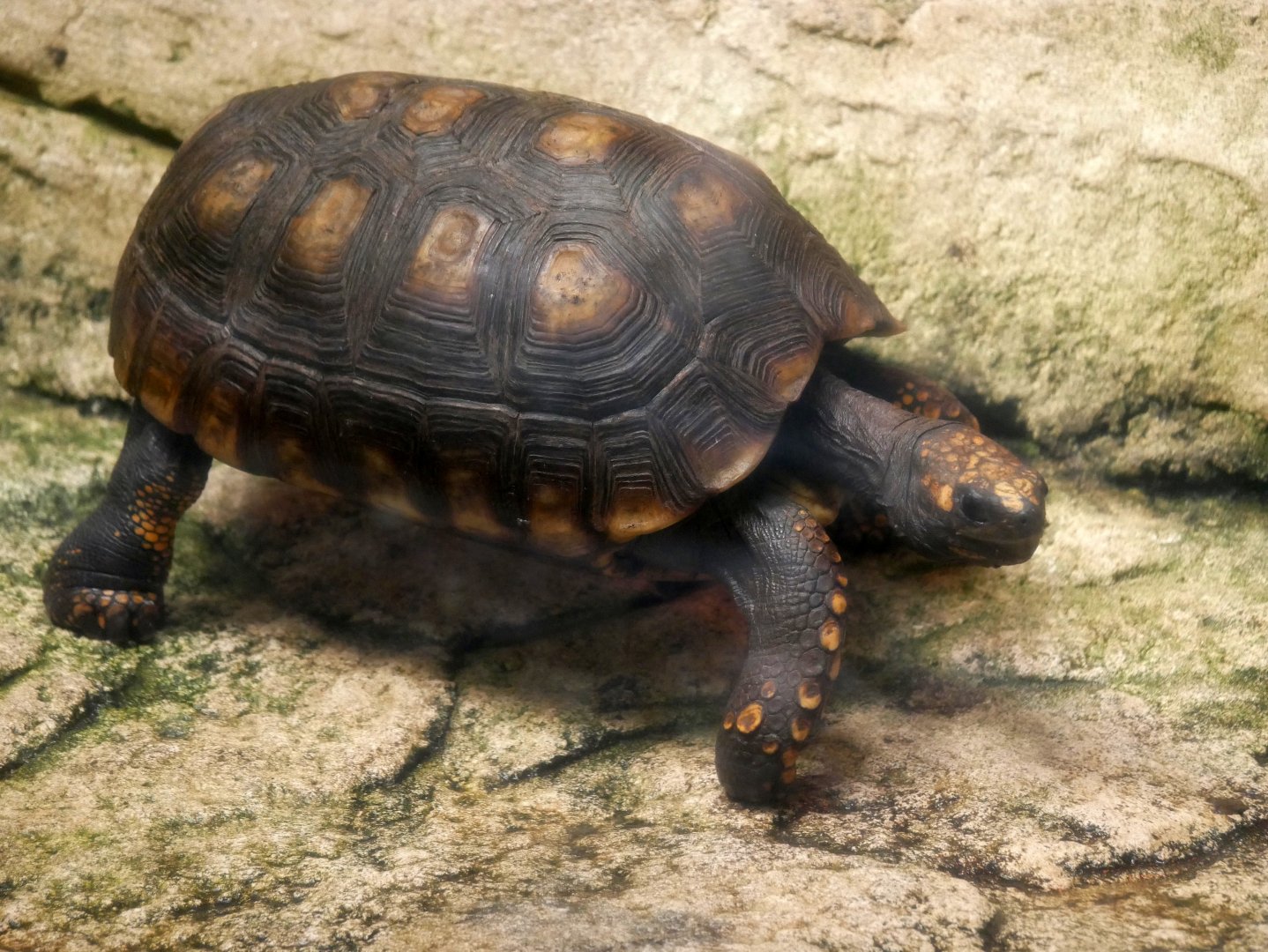 Yellow-footed tortoise (Chelonoidis denticulatus)