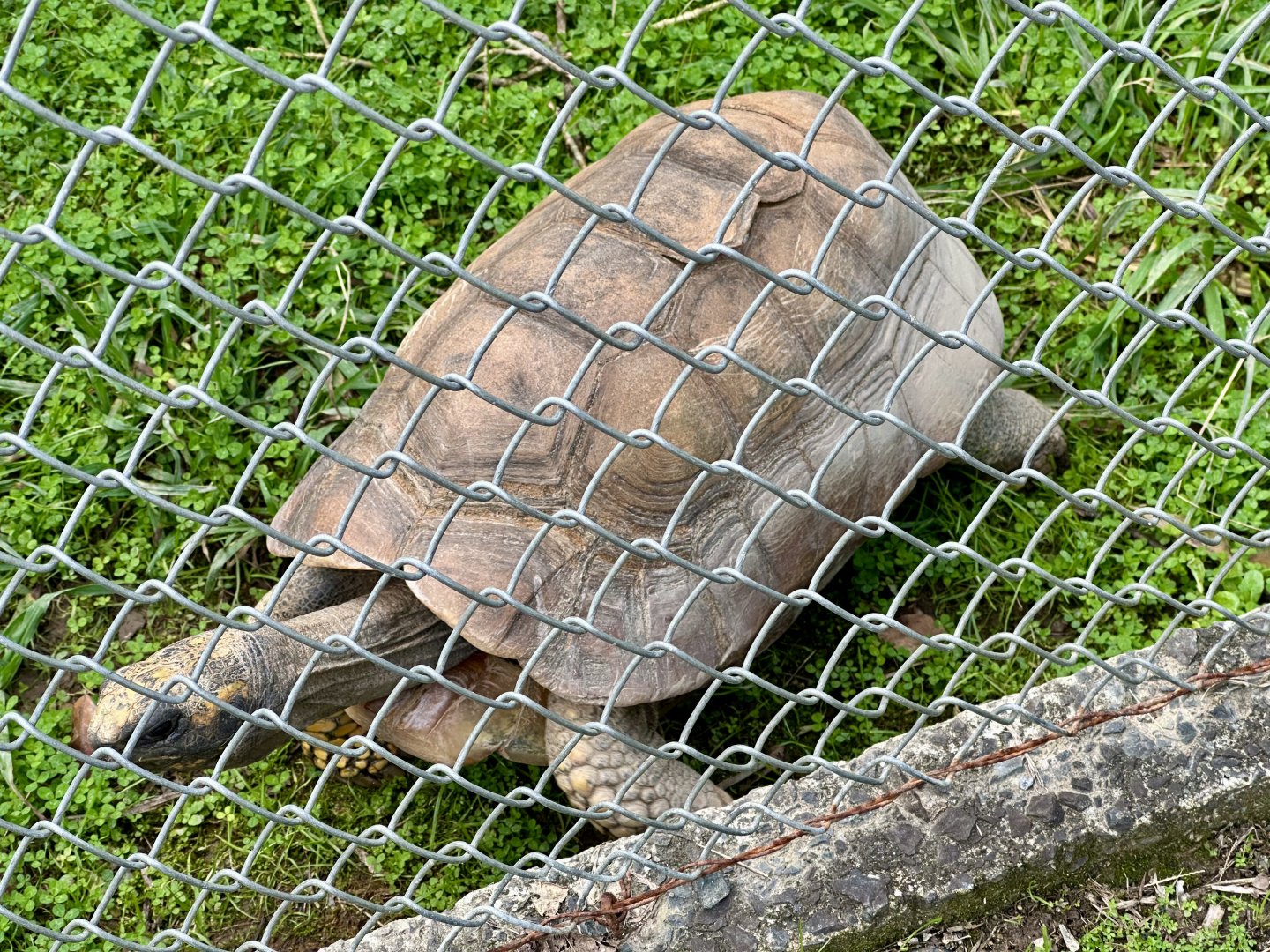 Yellow-footed tortoise (Chelonoidis denticulatus)