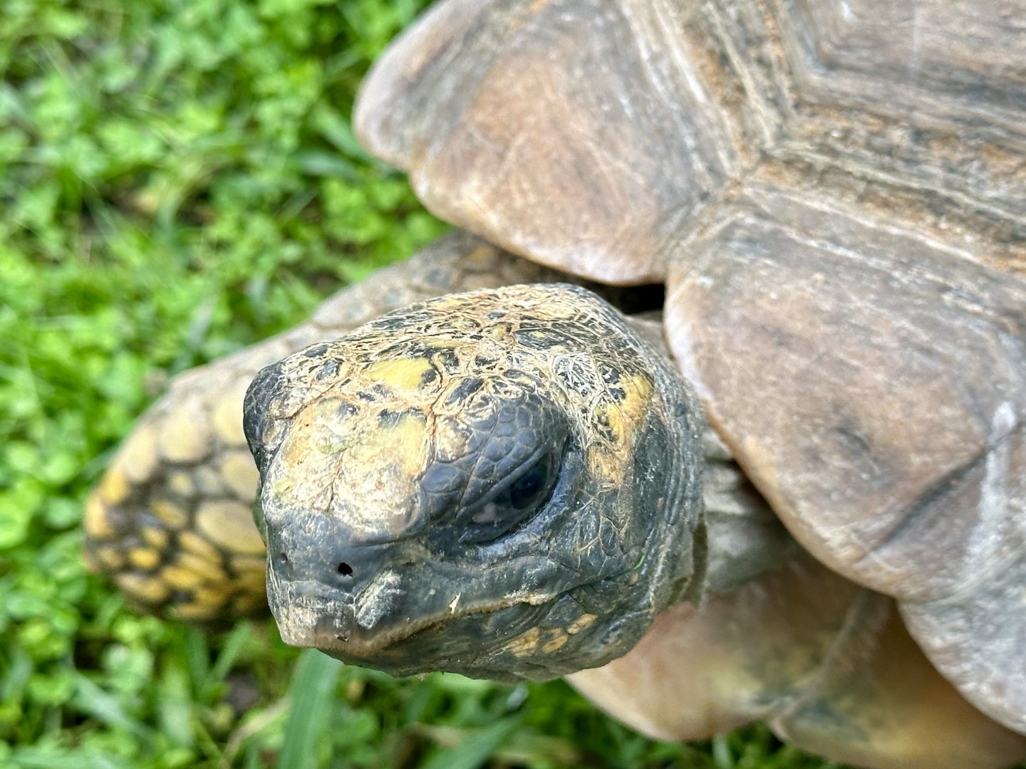 Yellow-footed tortoise (Chelonoidis denticulatus)
