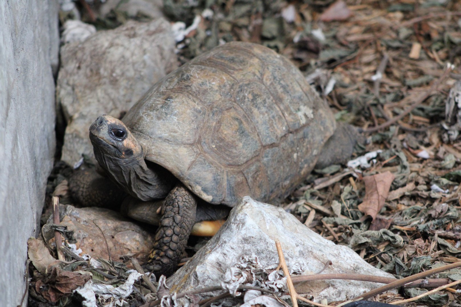 Yellow-Footed Tortoise (Chelonoidis denticulatus)