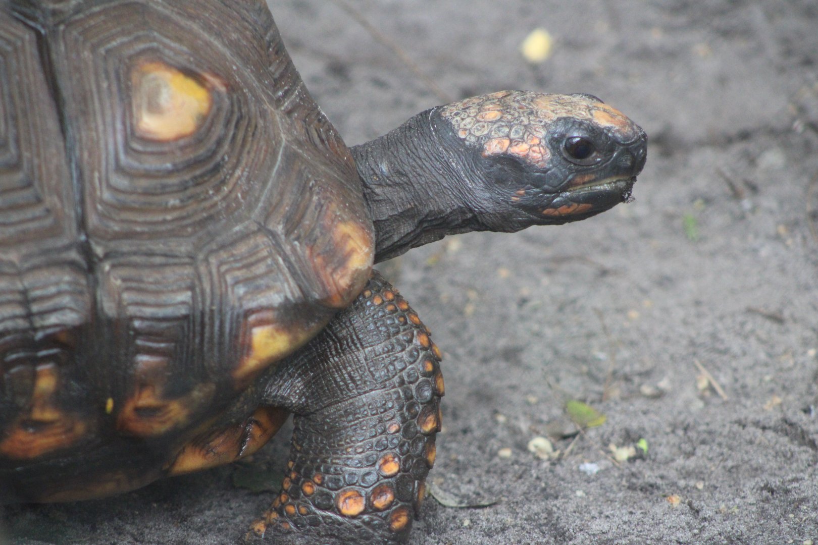Yellow-Footed Tortoise (Chelonoidis denticulatus)