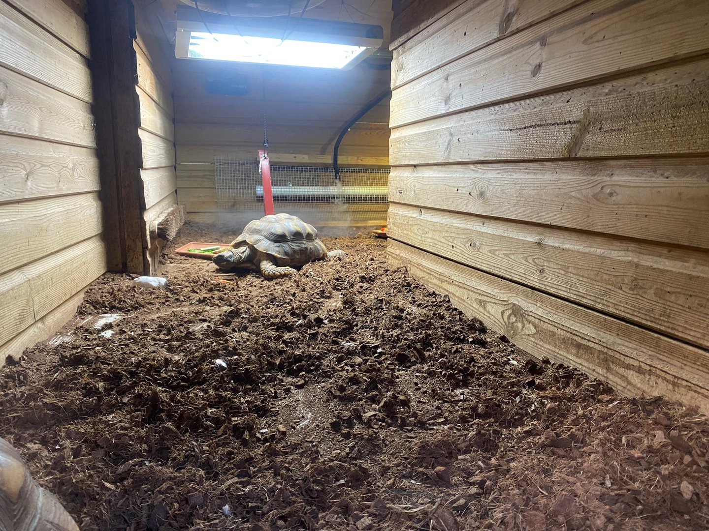 Yellow-footed tortoise enclosure 111222
