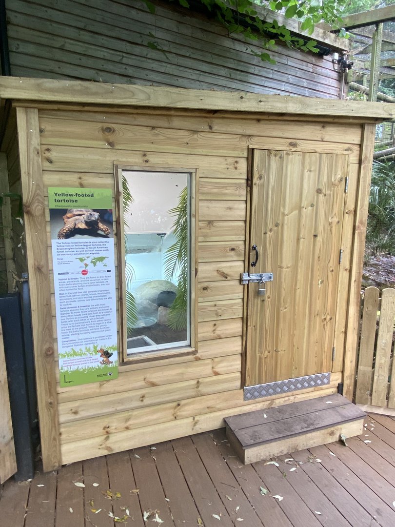 Yellow-footed tortoise enclosure 250623