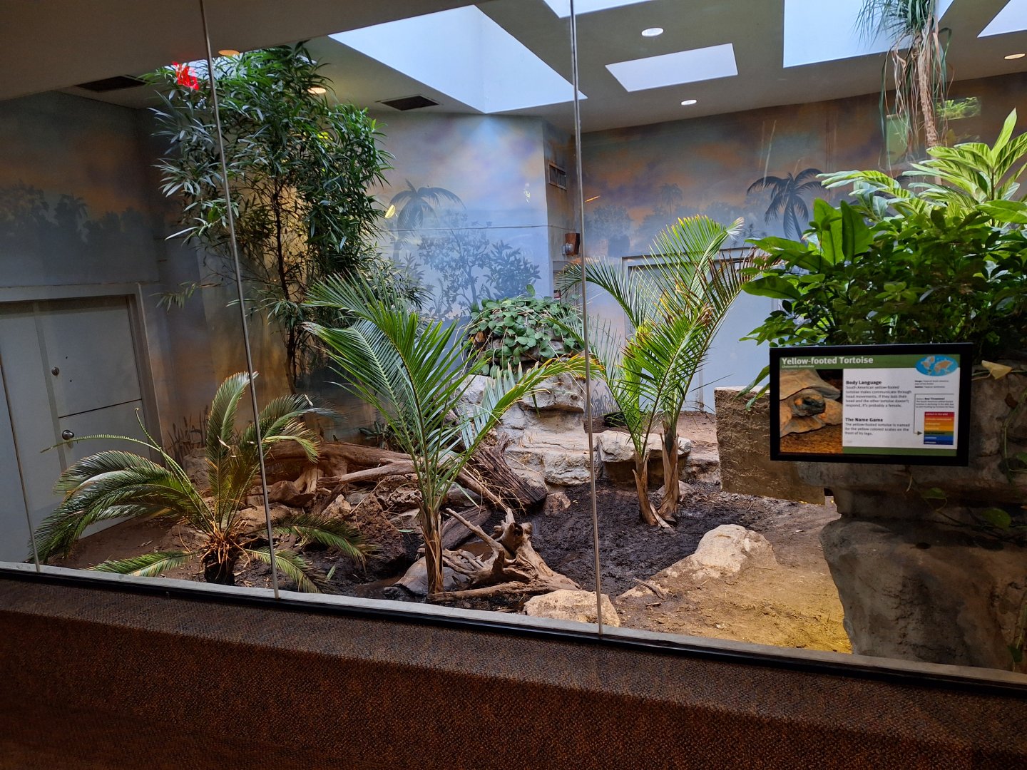 Yellow-footed tortoise enclosure
