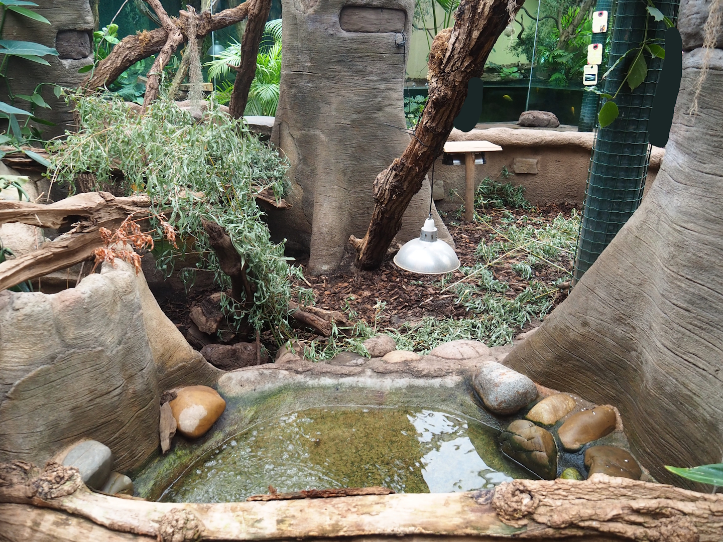 Yellow-footed tortoise exhibit, 2023-08-17