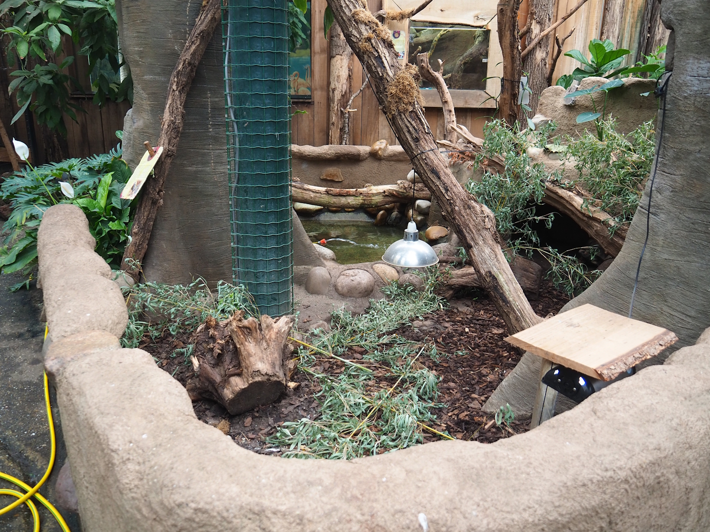 Yellow-footed tortoise exhibit, 2023-08-17