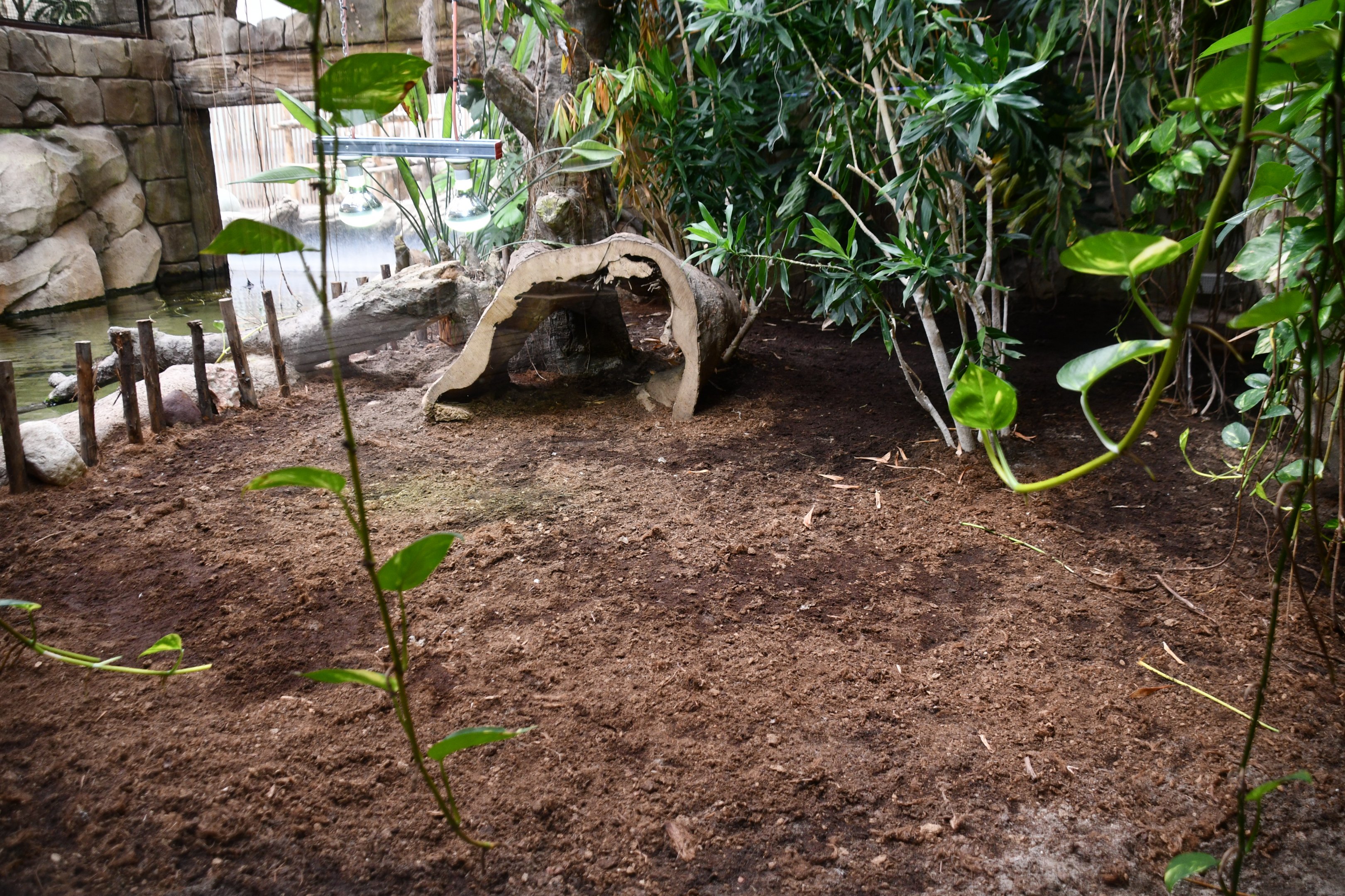 Yellow-footed Tortoise exhibit (House of Giants)