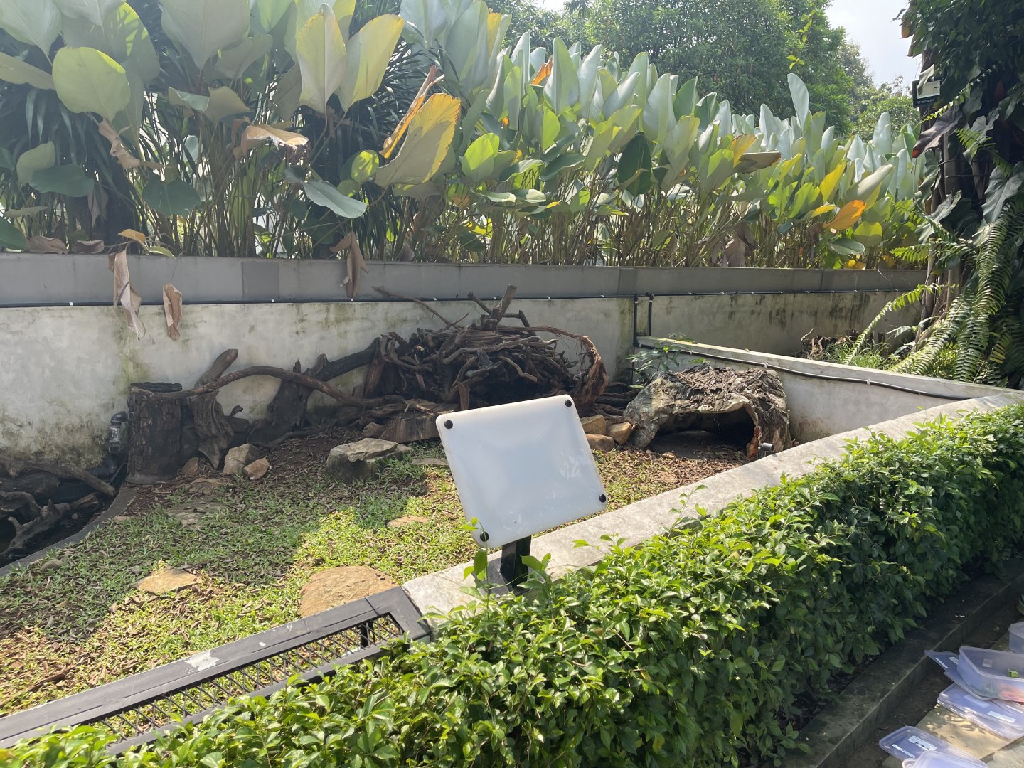 yellow-footed tortoise exhibit - museum komodo