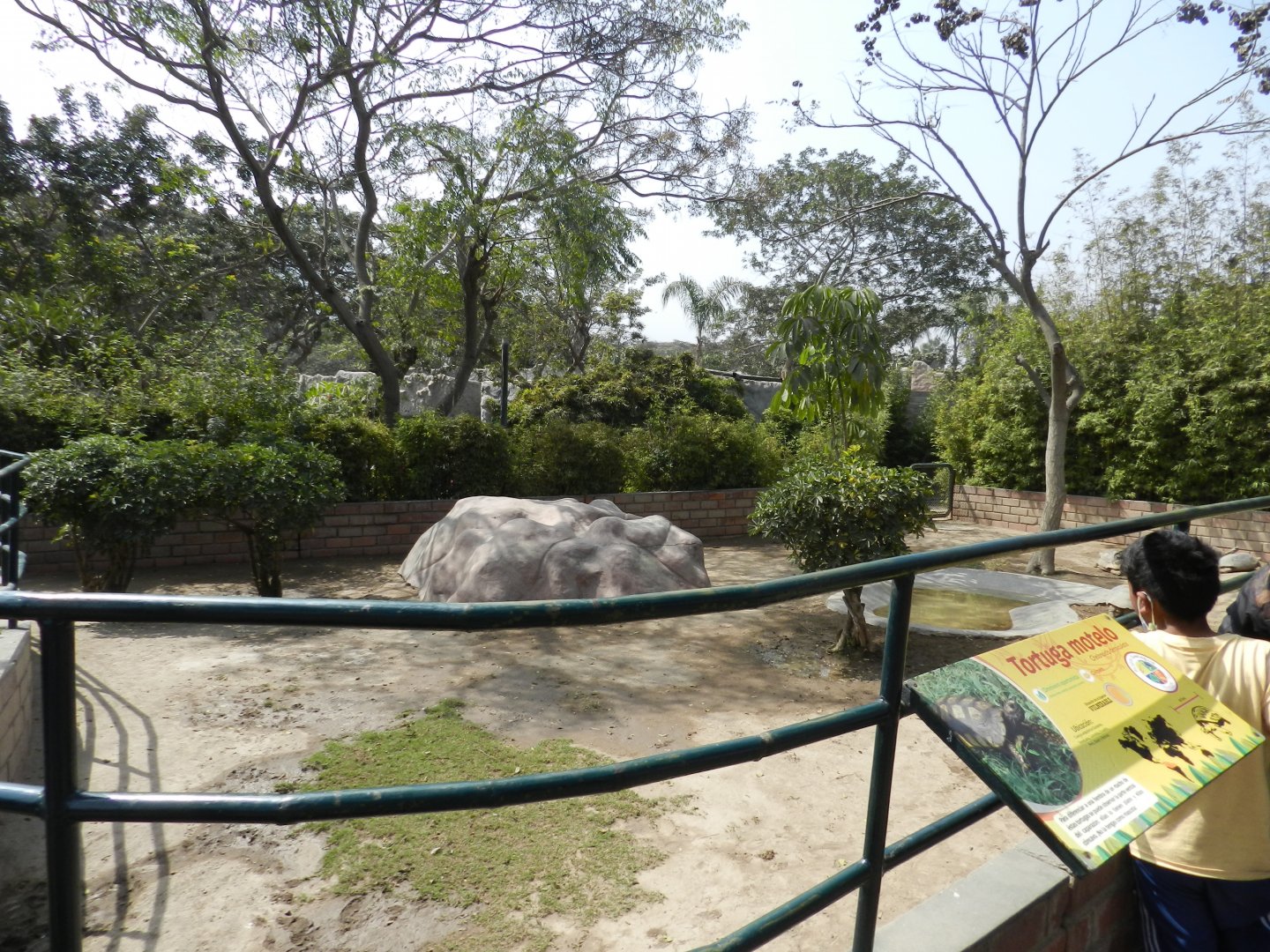 Yellow-footed tortoise exhibit - Parque Zoológico Huachipa