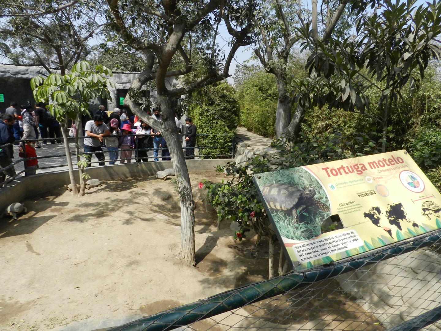 Yellow-footed tortoise exhibit - Parque Zoológico Huachipa