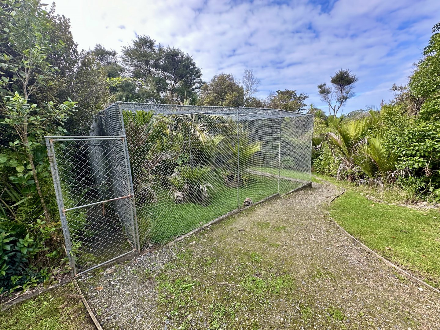 Yellow-footed Tortoise Exhibit