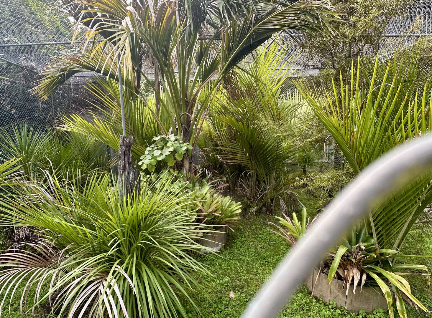 Yellow-footed Tortoise Exhibit