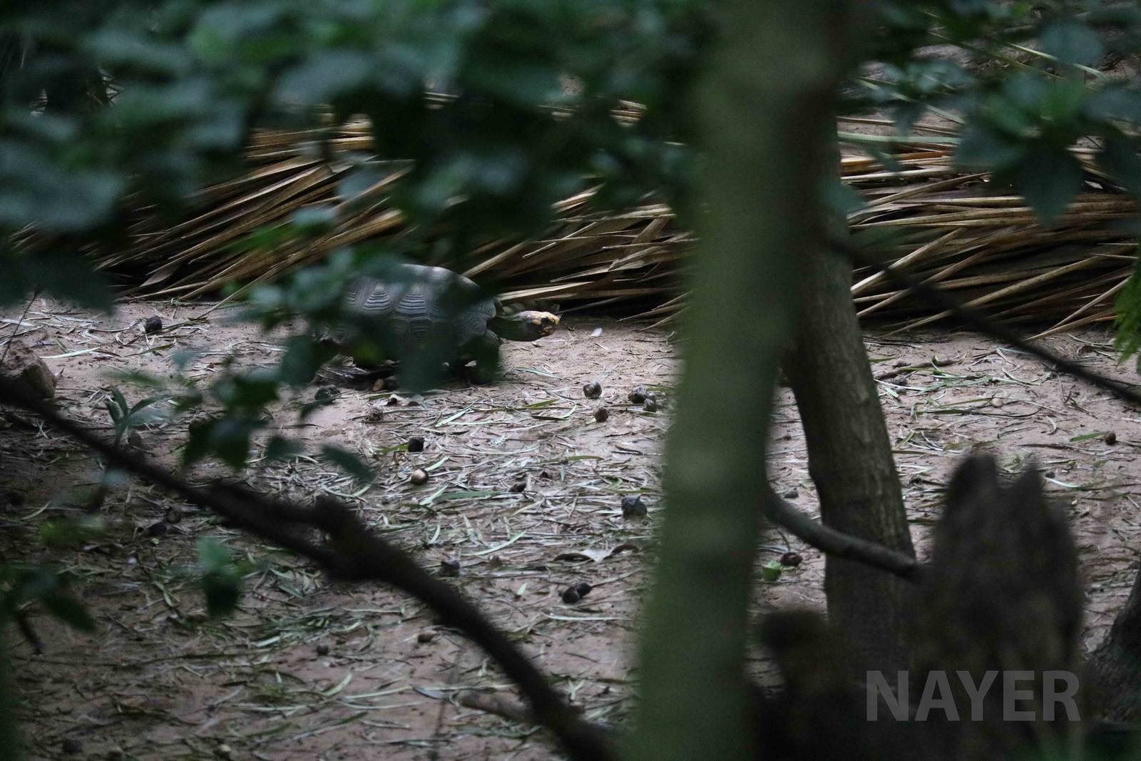 Yellow-footed tortoise, March 2016