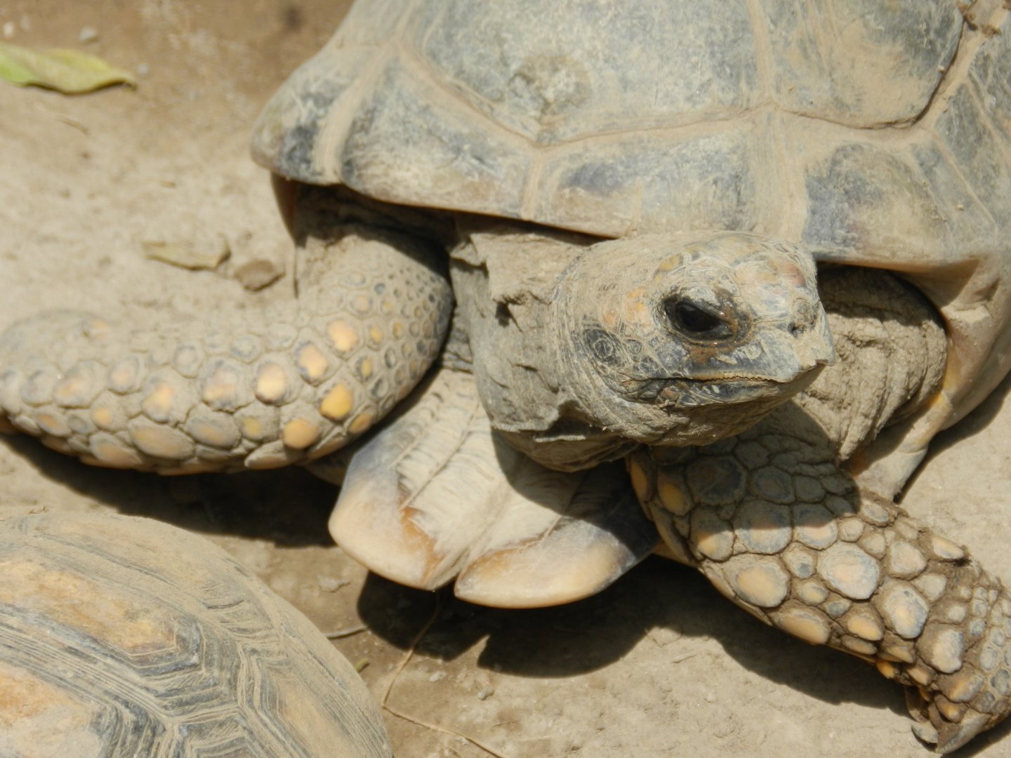 Yellow-footed tortoise - Parque Zoológico Huachipa