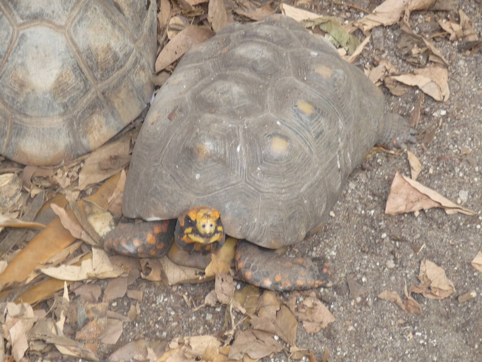 yellow footed tortoise riozoo