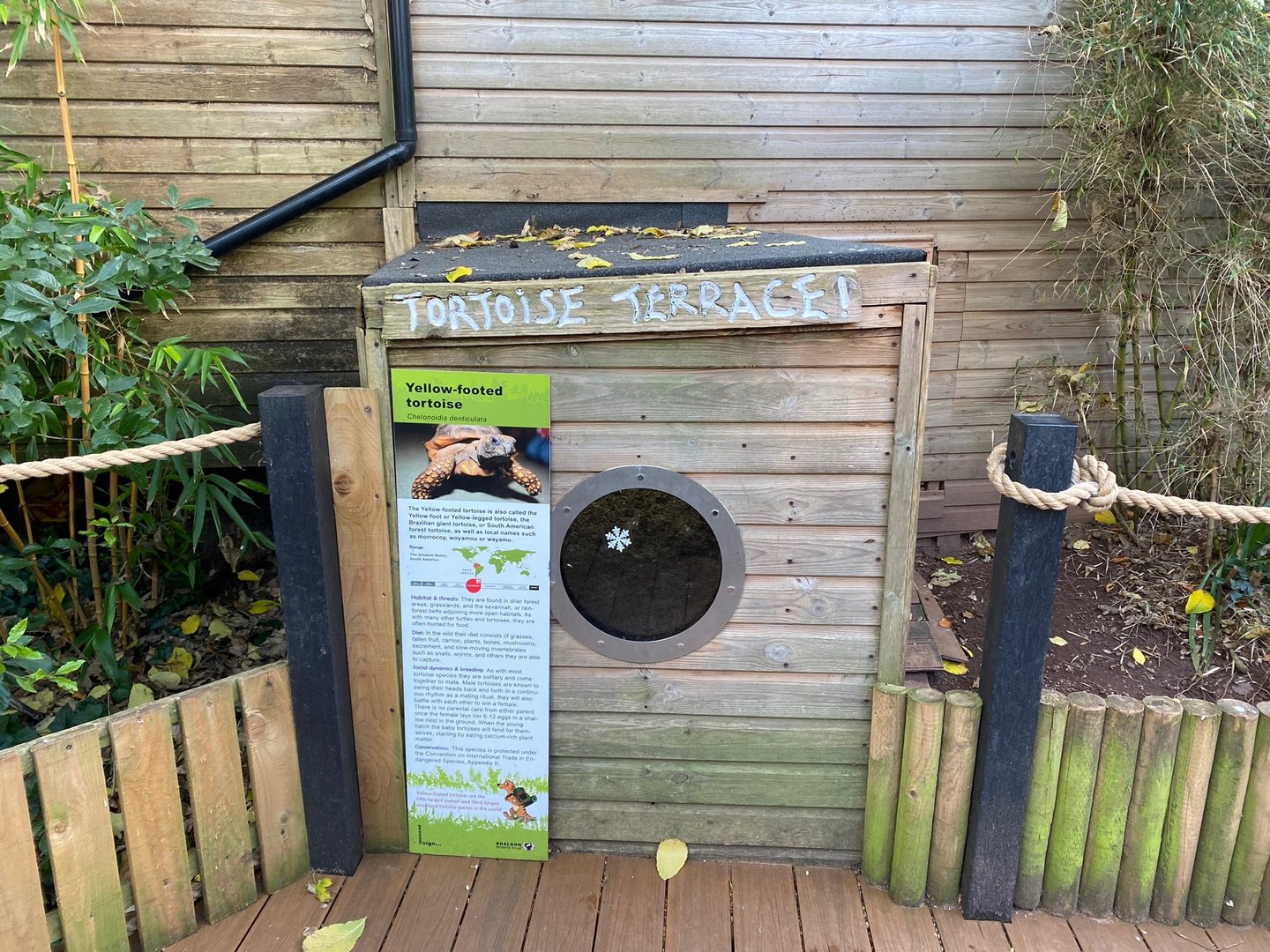 Yellow-footed tortoise viewing window 111222