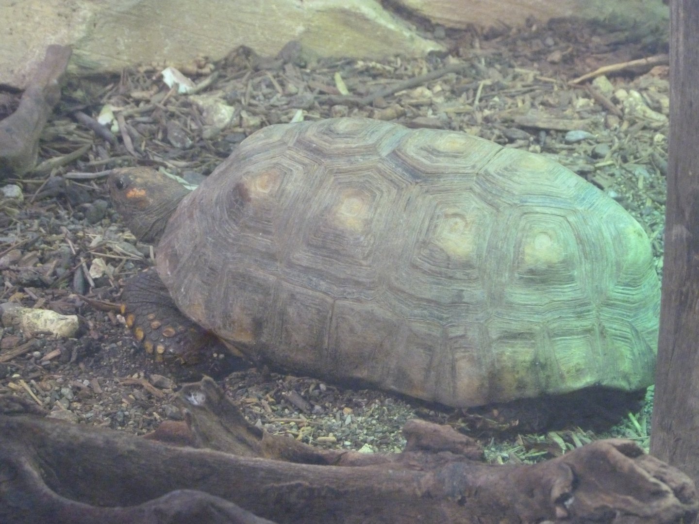 Yellow-footed tortoise -ZooParc de Beauval (2025)