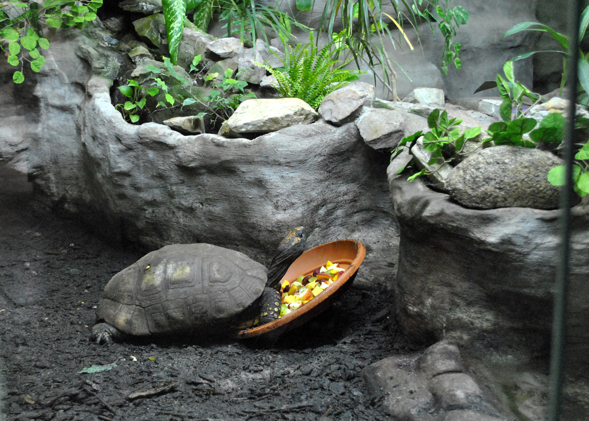 Yellow Footed Tortoise