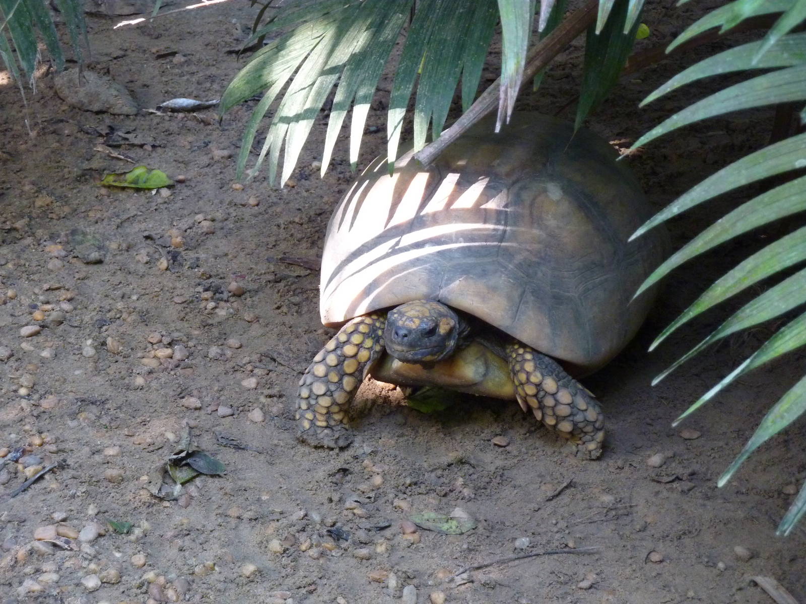Yellow-footed tortoise