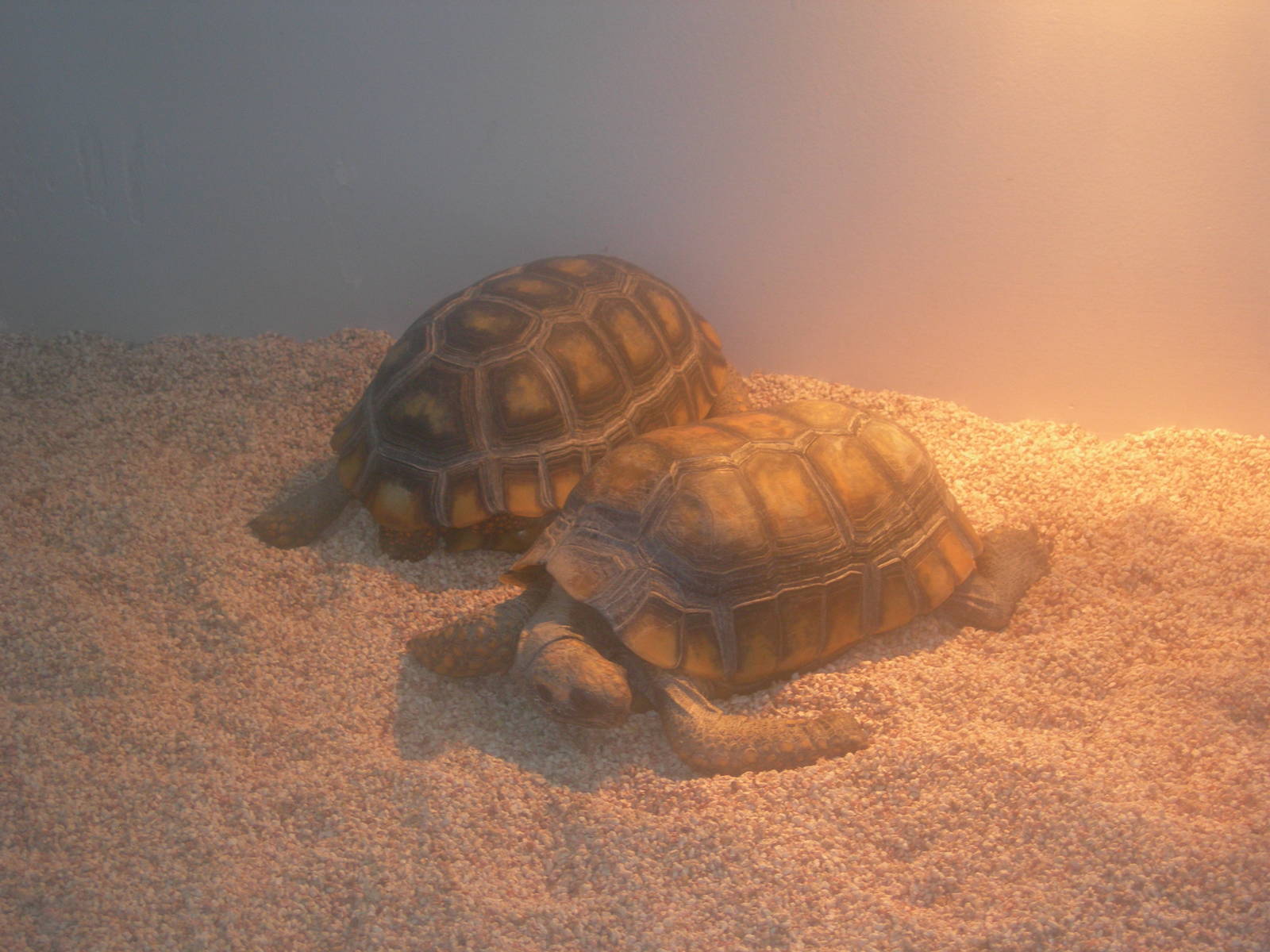 Yellow footed tortoise