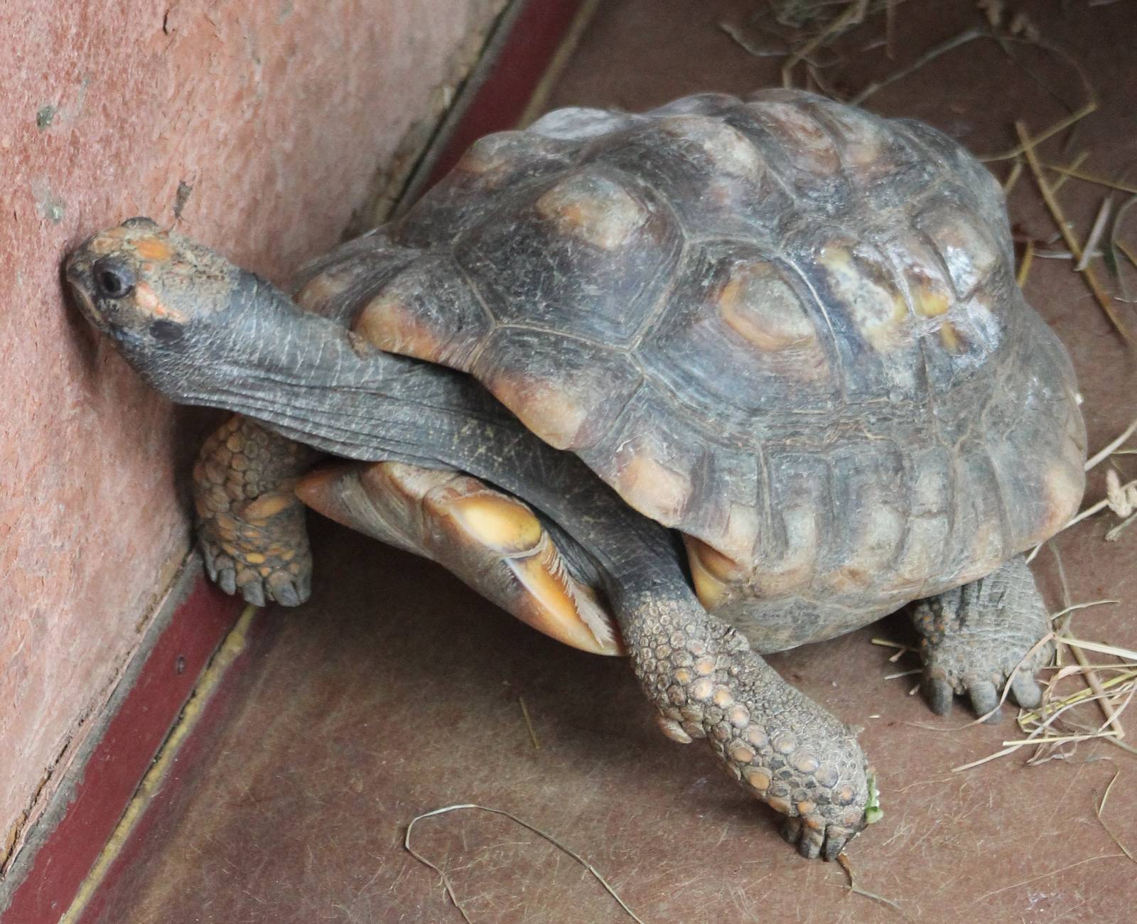 Yellow-footed tortoise