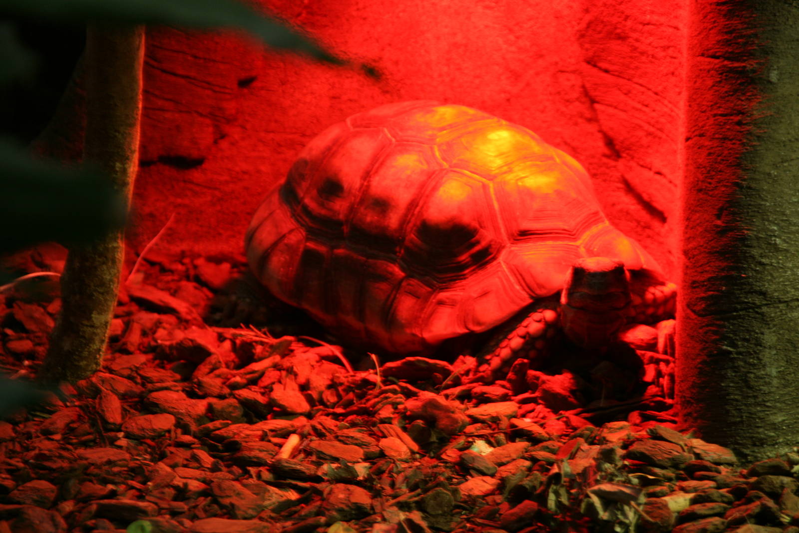 Yellow-footed tortoise