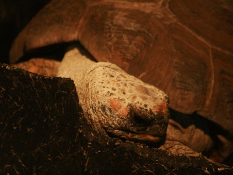 Yellow-footed Tortoise