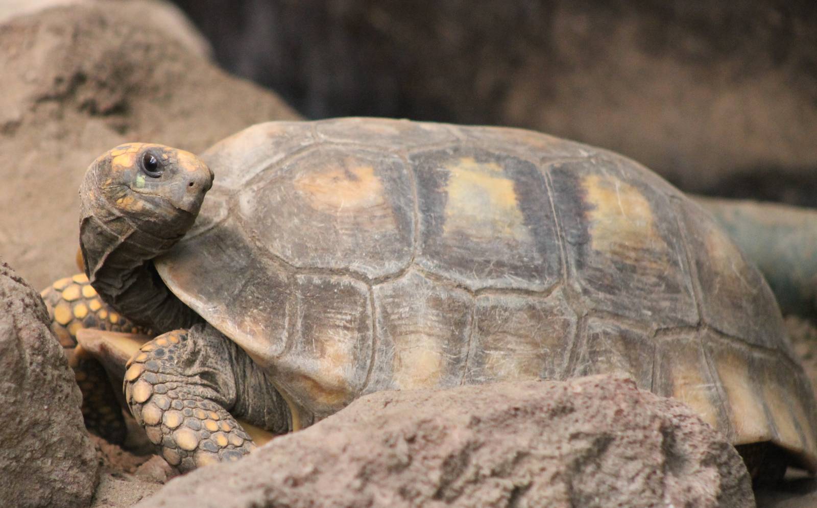 Yellow-footed tortoise