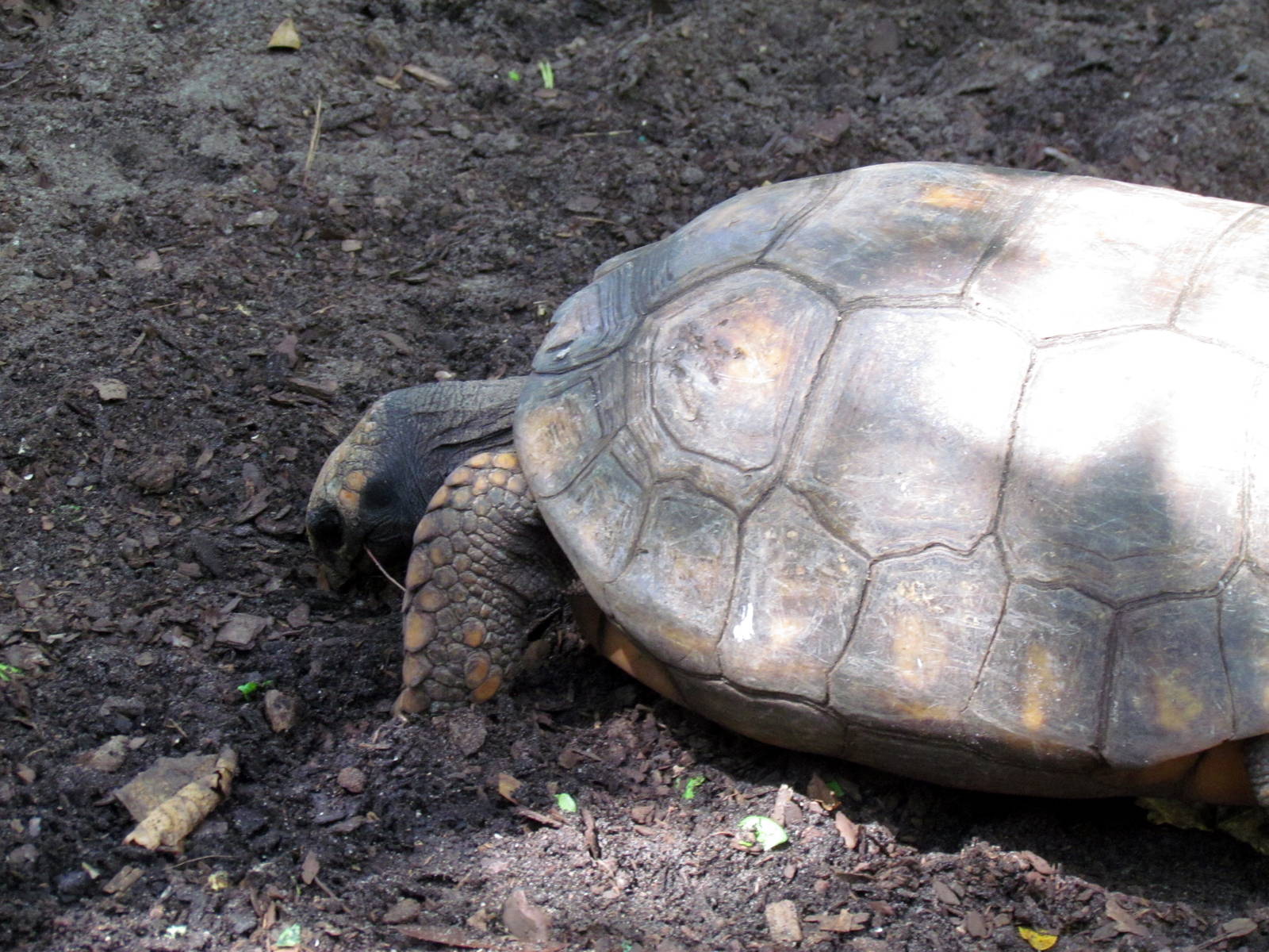 Yellow-footed Tortoise
