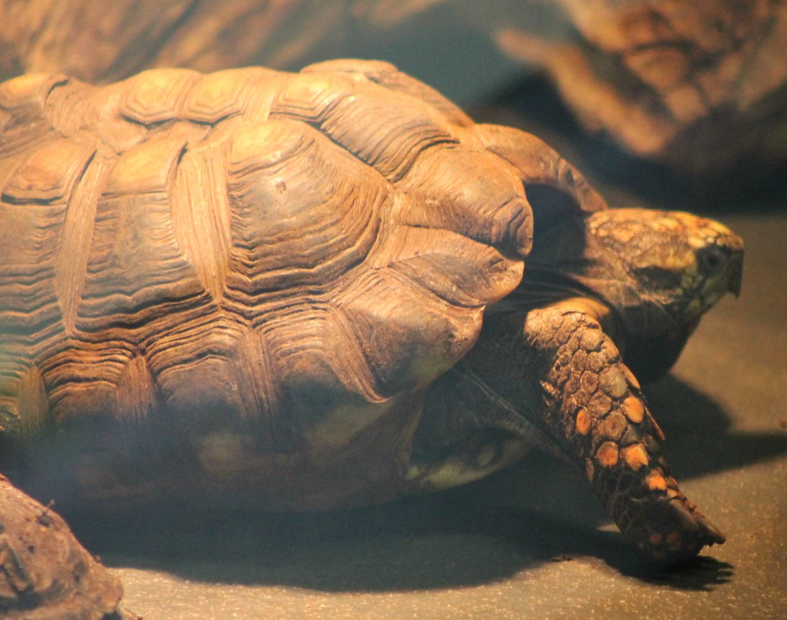 Yellow-footed Tortoise