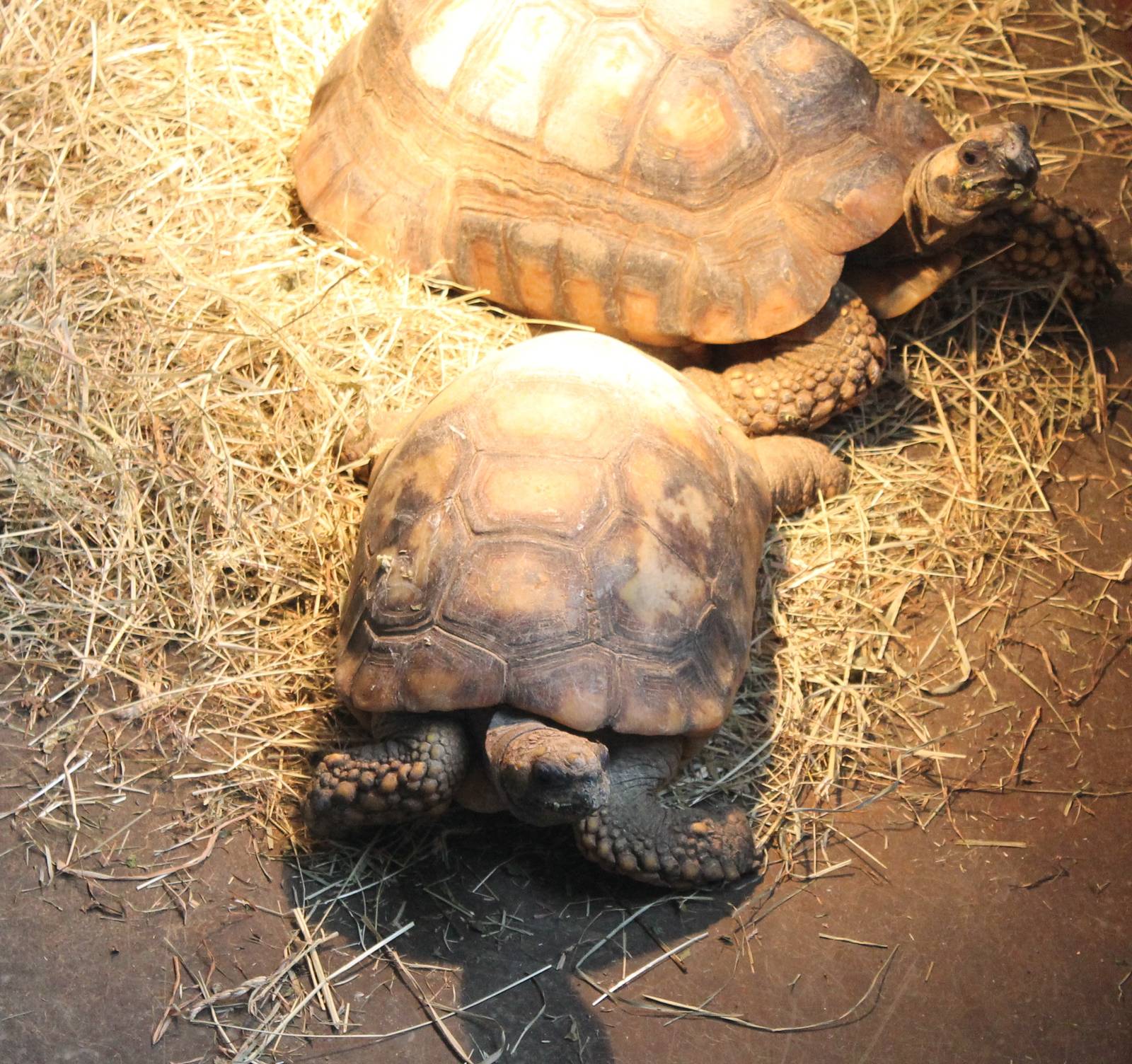 Yellow-footed tortoise
