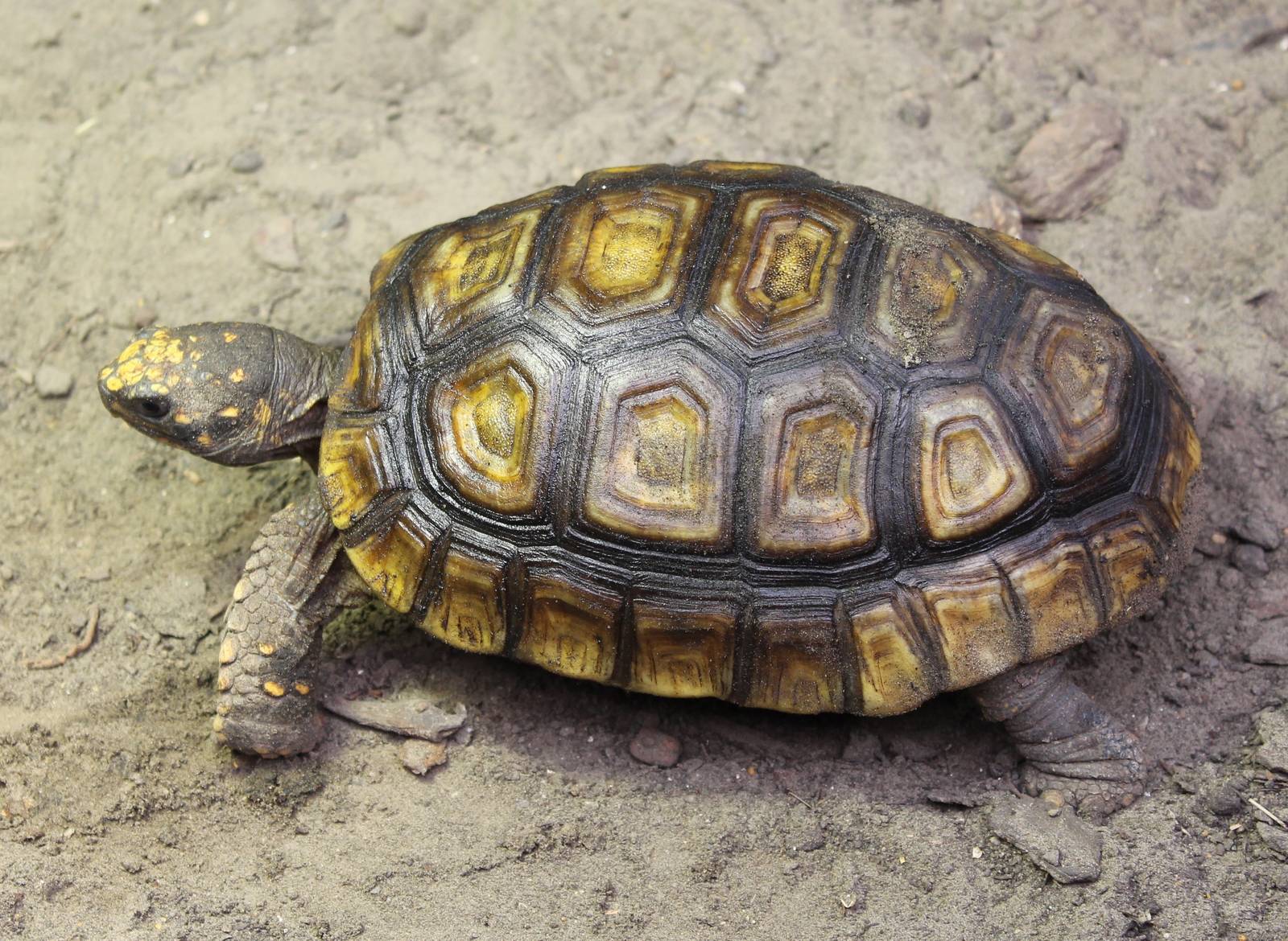 Yellow-footed tortoise