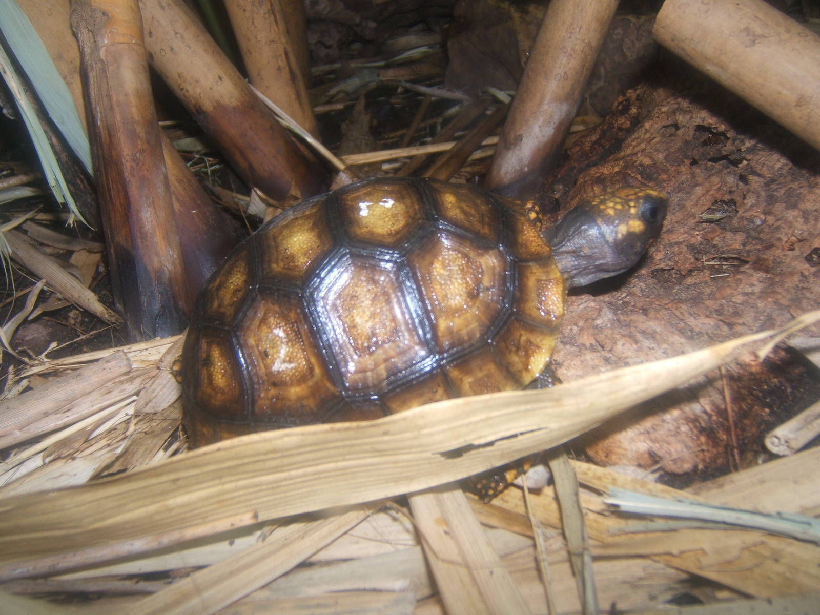 Yellow-footed Tortoise
