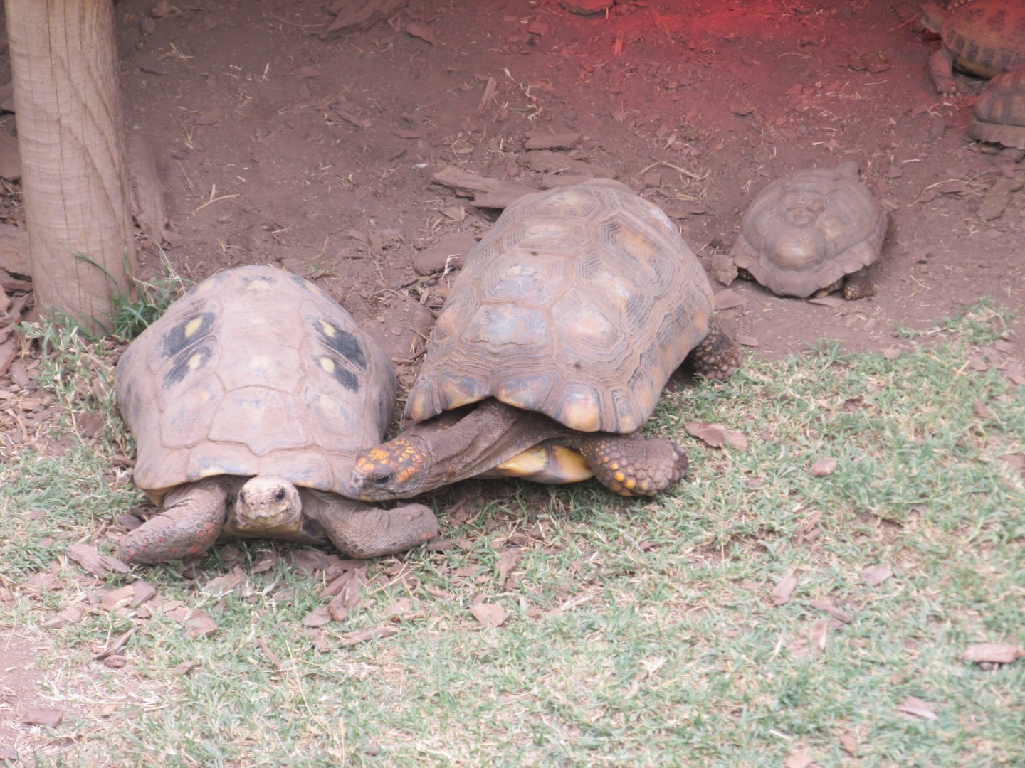yellow footed tortoise