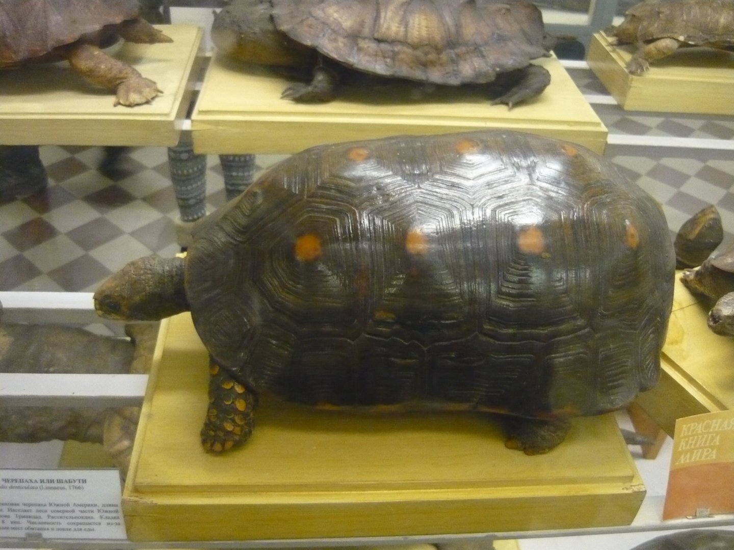 Yellow-footed tortoise