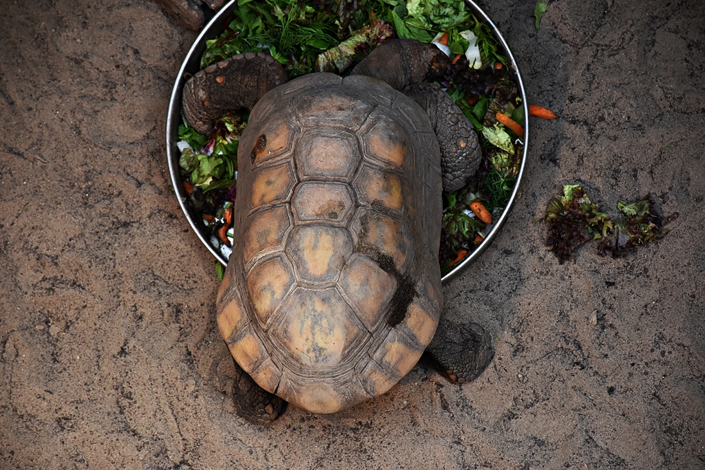 Yellow-footed tortoise