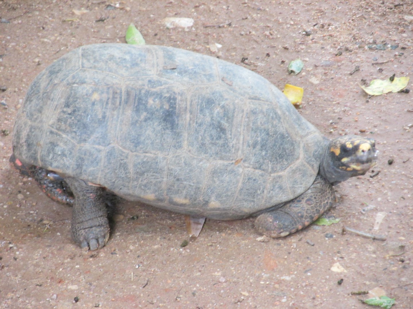 yellow footed tortoise