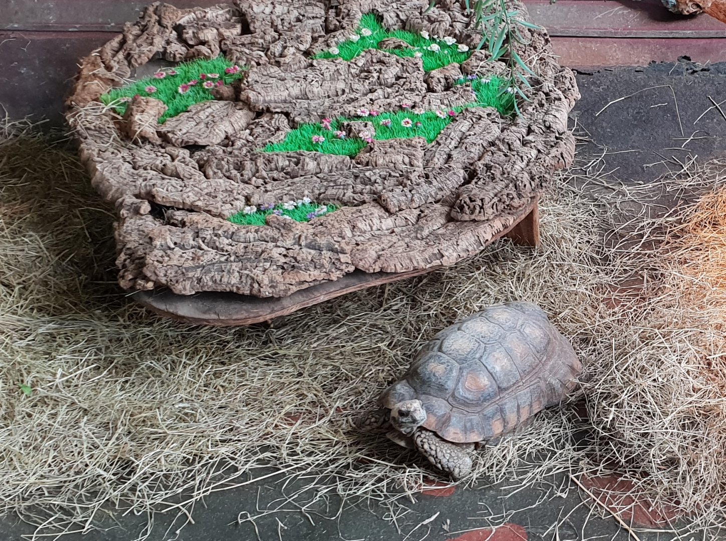 Yellow-footed tortoise