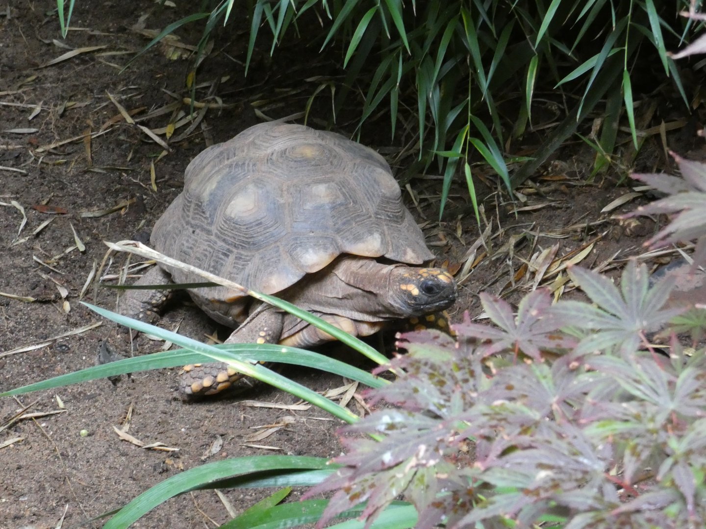 Yellow-footed Tortoise
