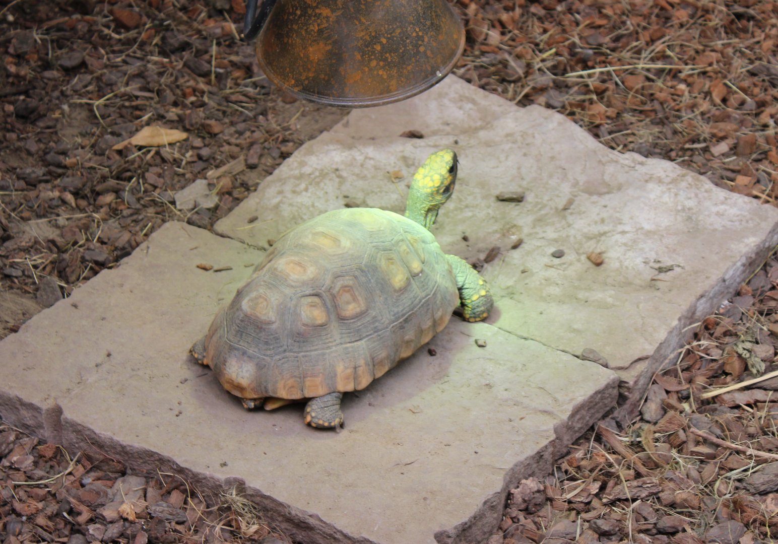 Yellow-footed tortoise