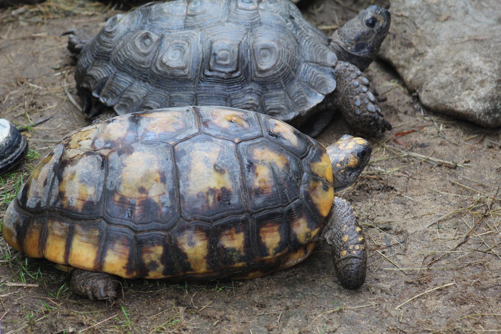 Yellow-Footed Tortoise