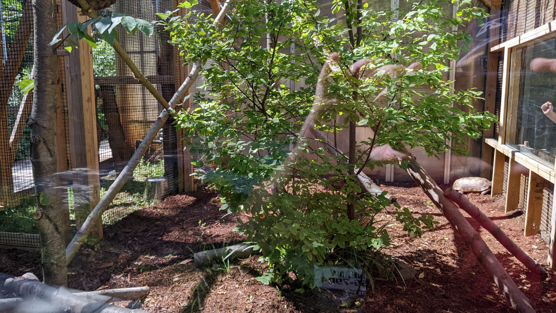 Yellow-Footed Tortoise