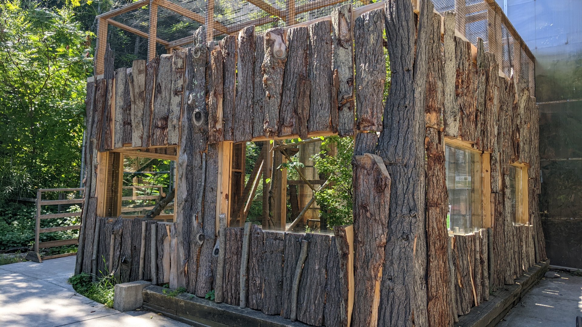 Yellow-Footed Tortoise